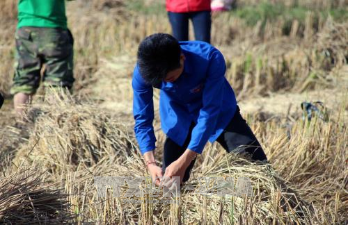 Cảnh sát cơ động Sơn La giúp bà con thu hoạch lúa ảnh 3