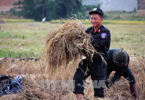 Cảnh sát cơ động Sơn La giúp bà con thu hoạch lúa ảnh 2