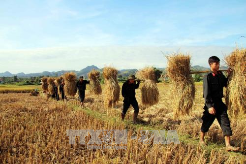 Cảnh sát cơ động Sơn La giúp bà con thu hoạch lúa ảnh 5