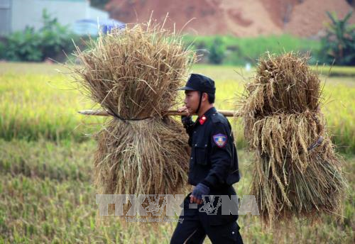 Cảnh sát cơ động Sơn La giúp bà con thu hoạch lúa ảnh 4