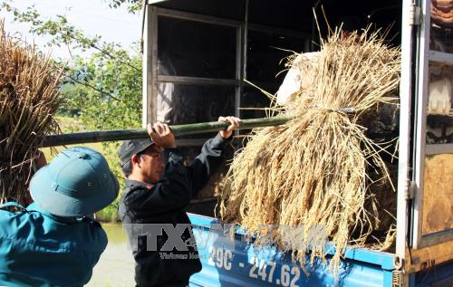 Cảnh sát cơ động Sơn La giúp bà con thu hoạch lúa ảnh 6