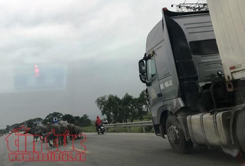 Trâu bò thả rông tràn quốc lộ 1A, hiểm họa khôn lường ảnh 5