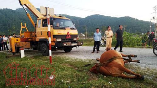Trâu bò thả rông tràn quốc lộ 1A, hiểm họa khôn lường ảnh 4