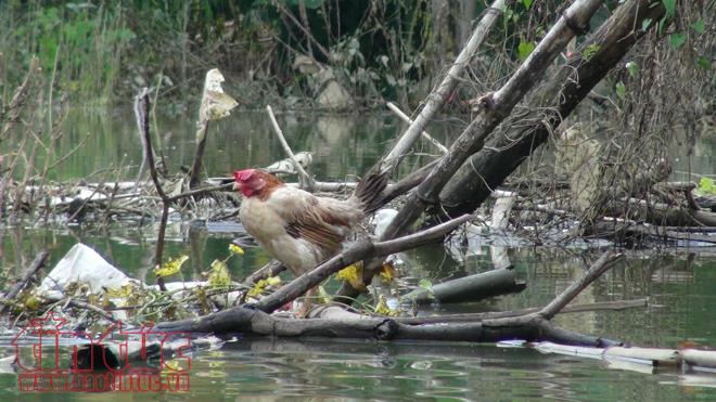 Người dân Chương Mỹ vẫn vật lộn trong ngập lụt và ô nhiễm ảnh 4