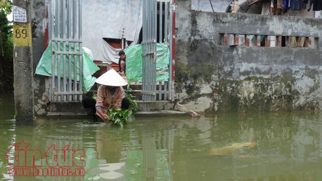 Người dân Chương Mỹ vẫn vật lộn trong ngập lụt và ô nhiễm ảnh 8