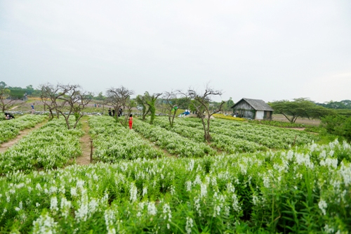 Thảo nguyên hoa khoe sắc giữa mùa thu Hà Nội ảnh 2