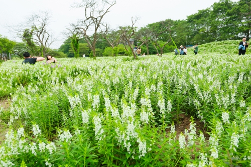 Thảo nguyên hoa khoe sắc giữa mùa thu Hà Nội ảnh 3
