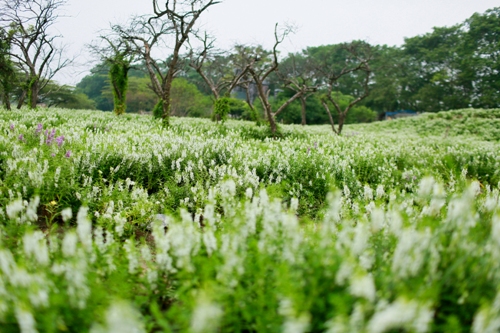 Thảo nguyên hoa khoe sắc giữa mùa thu Hà Nội ảnh 4