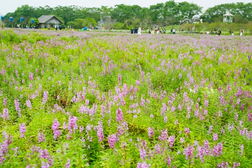 Thảo nguyên hoa khoe sắc giữa mùa thu Hà Nội ảnh 6
