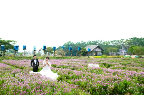 Thảo nguyên hoa khoe sắc giữa mùa thu Hà Nội ảnh 11