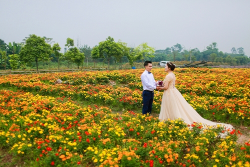 Thảo nguyên hoa khoe sắc giữa mùa thu Hà Nội ảnh 14