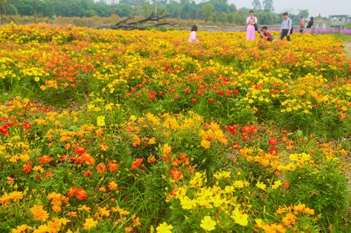 Thảo nguyên hoa khoe sắc giữa mùa thu Hà Nội ảnh 12