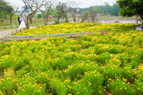 Thảo nguyên hoa khoe sắc giữa mùa thu Hà Nội ảnh 20