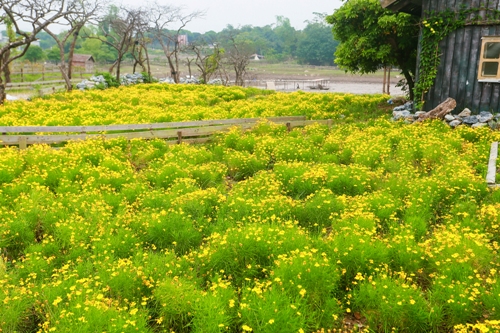 Thảo nguyên hoa khoe sắc giữa mùa thu Hà Nội ảnh 22