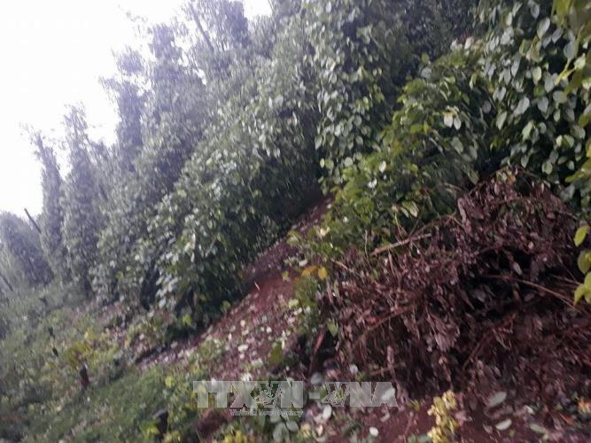 Đắk Nông khắc phục hậu quả, ổn định sản xuất sau bão số 12 ảnh 1