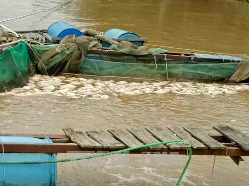 Đắk Nông: Hơn 200 tấn cá lồng bị chết do ảnh hưởng của bão số 12 ảnh 1