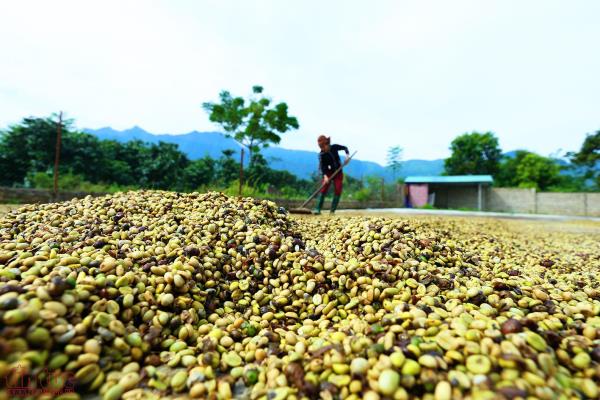Phát triển thương hiệu cà phê Mường Ảng trên vùng cao Tây Bắc ảnh 1