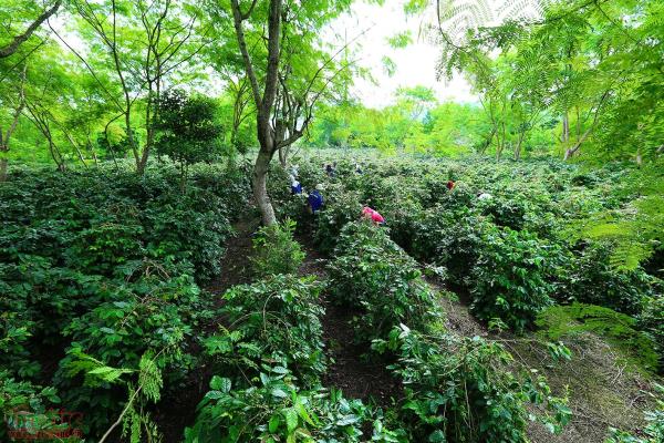 Phát triển thương hiệu cà phê Mường Ảng trên vùng cao Tây Bắc ảnh 7