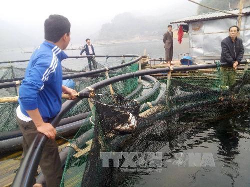 Phát triển nghề nuôi cá sạch trên vùng hồ Hòa Bình ảnh 1