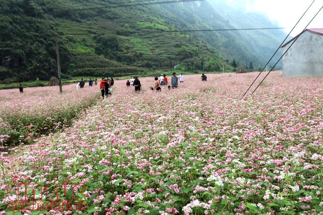Ngắm hoa tam giác mạch đẹp mê mải ở Hà Giang ảnh 1