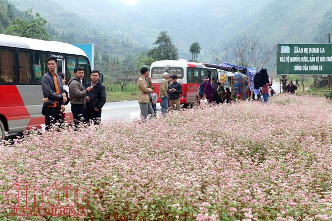 Ngắm hoa tam giác mạch đẹp mê mải ở Hà Giang ảnh 3