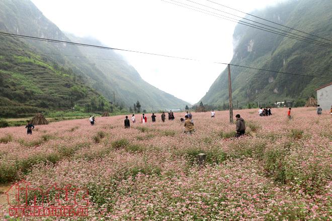 Ngắm hoa tam giác mạch đẹp mê mải ở Hà Giang ảnh 6