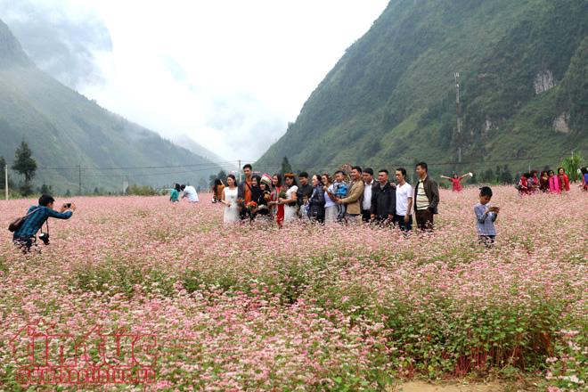 Ngắm hoa tam giác mạch đẹp mê mải ở Hà Giang ảnh 8
