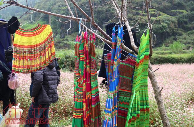 Ngắm hoa tam giác mạch đẹp mê mải ở Hà Giang ảnh 11