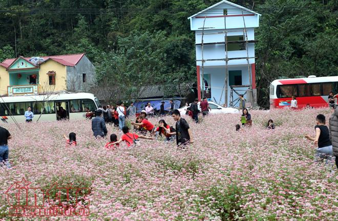 Ngắm hoa tam giác mạch đẹp mê mải ở Hà Giang ảnh 5