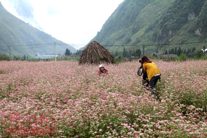 Ngắm hoa tam giác mạch đẹp mê mải ở Hà Giang ảnh 13