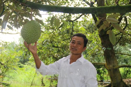 Thu tiền tỷ nhờ chuyển đổi cây trồng, sống chung với lũ ảnh 1