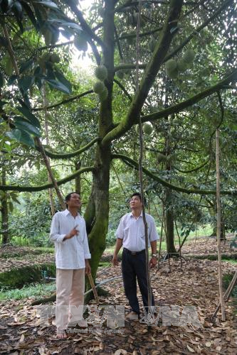 Thu tiền tỷ nhờ chuyển đổi cây trồng, sống chung với lũ ảnh 2
