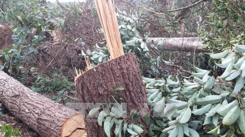 Đắk Nông kỷ luật 2 Chủ tịch xã để xảy ra 'điểm nóng' về phá rừng ảnh 1