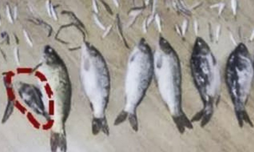 Ngồi tù chỉ vì bắt một con cá bé xíu ảnh 1