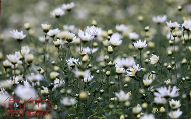 Cúc họa mi đem đông về trên phố Hà Nội ảnh 3