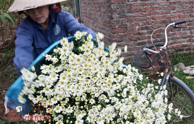 Cúc họa mi đem đông về trên phố Hà Nội ảnh 5