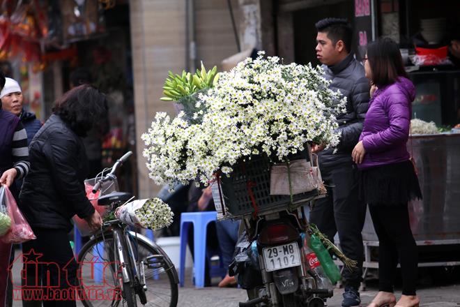 Cúc họa mi đem đông về trên phố Hà Nội ảnh 6