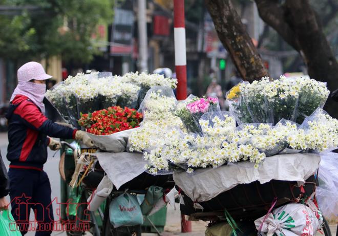 Cúc họa mi đem đông về trên phố Hà Nội ảnh 7