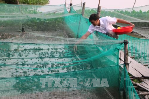 Làm giàu trên mảnh đất quê hương ảnh 2