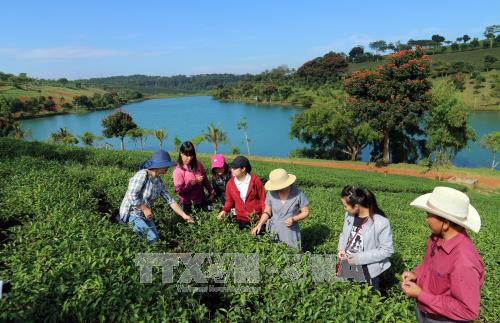 Du lịch canh nông thu hút du khách đến Đà Lạt ảnh 1