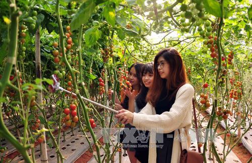 Du lịch canh nông thu hút du khách đến Đà Lạt ảnh 2
