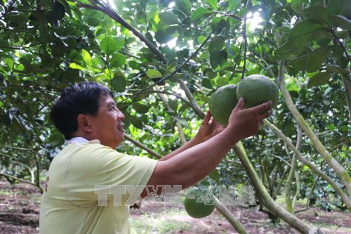 Trồng bưởi da xanh, thu hơn 1 tỷ đồng/năm ảnh 1