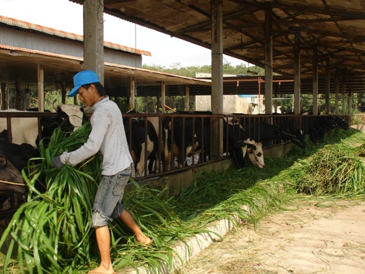 Ngành nông nghiệp ĐBSCL thích nghi với biến đổi khí hậu ảnh 1
