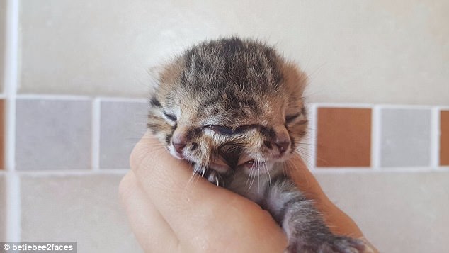 Ngắm mèo con kỳ lạ có hai mặt, ba mắt, hai mồm ảnh 1