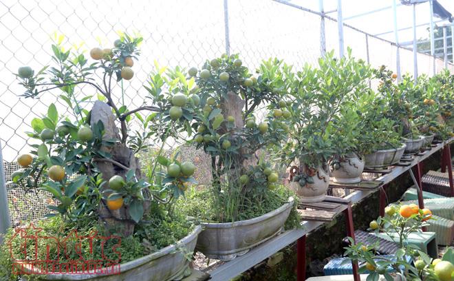 Quất bonsai dáng “độc, lạ” đón Tết Nguyên đán Mậu Tuất ảnh 2