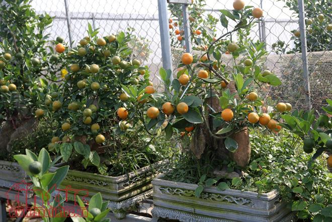 Quất bonsai dáng “độc, lạ” đón Tết Nguyên đán Mậu Tuất ảnh 3