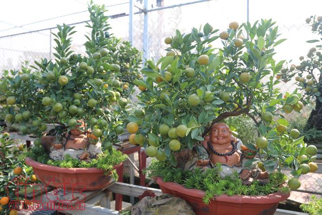 Quất bonsai dáng “độc, lạ” đón Tết Nguyên đán Mậu Tuất ảnh 6