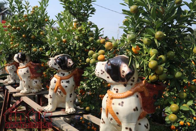 Quất bonsai dáng “độc, lạ” đón Tết Nguyên đán Mậu Tuất ảnh 11