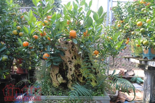Quất bonsai dáng “độc, lạ” đón Tết Nguyên đán Mậu Tuất ảnh 8