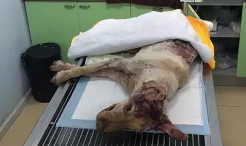 Chú chó bị đâm 30 nhát vào đầu nằm thoi thóp bên thùng rác ảnh 1